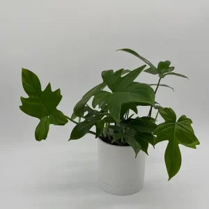 Philodendron Florida Green Live Plant – Tropical Houseplant – Vibrant Foliage - Image 5
