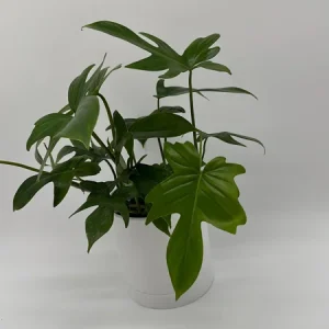 Philodendron Florida Green Live Plant – Tropical Houseplant – Vibrant Foliage - Image 6