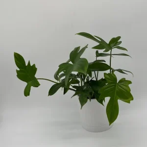 Philodendron Florida Green Live Plant – Tropical Houseplant – Vibrant Foliage - Image 7