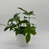 Philodendron Florida Green Live Plant – Tropical Houseplant – Vibrant Foliage - Image 1