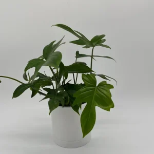 Philodendron Florida Green Live Plant – Tropical Houseplant – Vibrant Foliage - Image 1