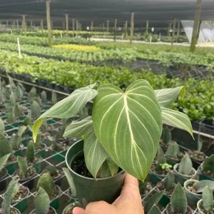 Philodendron Gloriosum Live Plant – Tropical Houseplant – Easy Care – 6