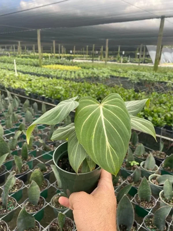 Philodendron Gloriosum Live Plant – Tropical Houseplant – Easy Care – 6" Pot - Image 2