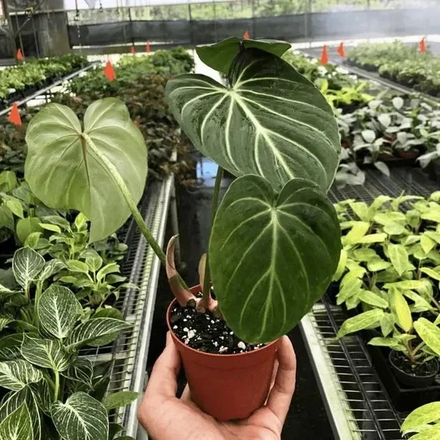 Philodendron Gloriosum Live Plant – Tropical Houseplant – Easy Care – 6" Pot - Image 3