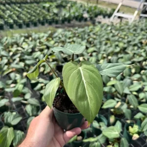 Philodendron Gloriosum Live Plant – Tropical Houseplant – Easy Care – 6