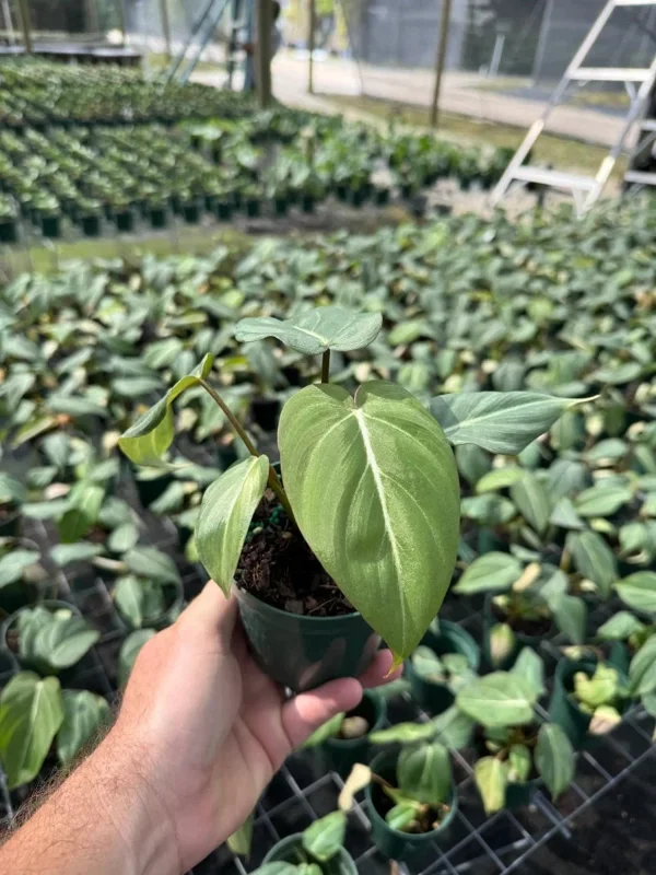 Philodendron Gloriosum Live Plant – Tropical Houseplant – Easy Care – 6" Pot - Image 1