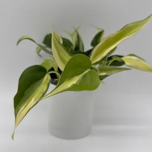 Philodendron Hederaceum 'Rio' – 4" Pot Variegated Live Plant – Indoor - Image 2