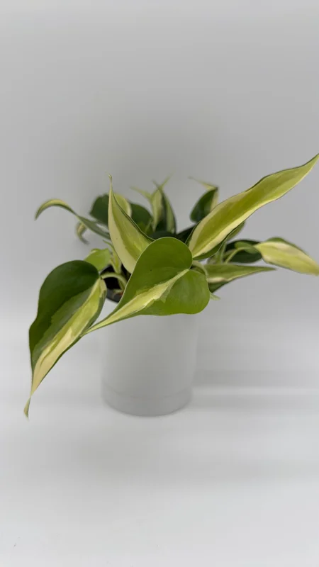 Philodendron Hederaceum 'Rio' – 4" Pot Variegated Live Plant – Indoor - Image 2