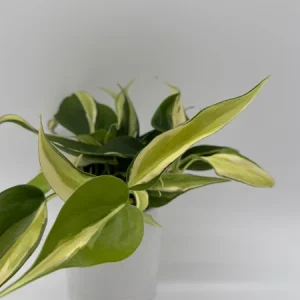 Philodendron Hederaceum 'Rio' – 4