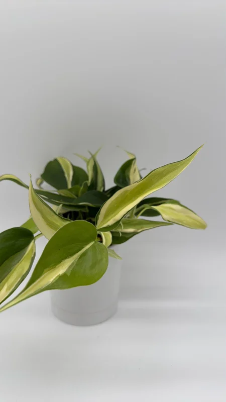 Philodendron Hederaceum 'Rio' – 4" Pot Variegated Live Plant – Indoor - Image 3