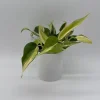 Philodendron Hederaceum 'Rio' – 4" Pot Variegated Live Plant – Indoor - Image 1