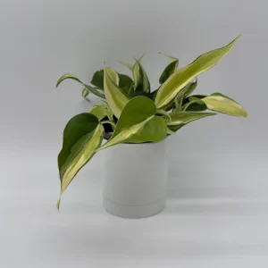 Philodendron Hederaceum 'Rio' – 4" Pot Variegated Live Plant – Indoor - Image 1