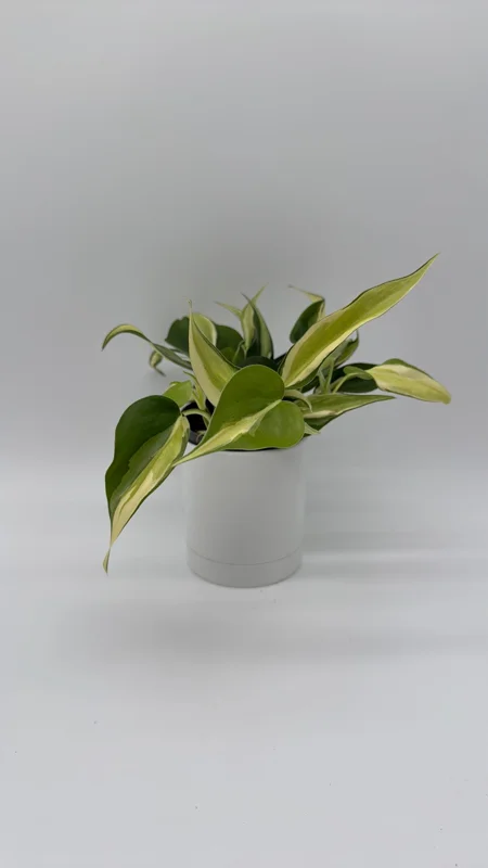 Philodendron Hederaceum 'Rio' – 4" Pot Variegated Live Plant – Indoor - Image 1