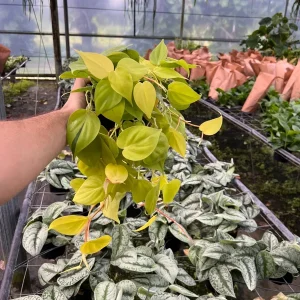 Philodendron Lemon Lime Cordatum Live Plant – 6" Pot – Vibrant Vining Houseplant - Image 1