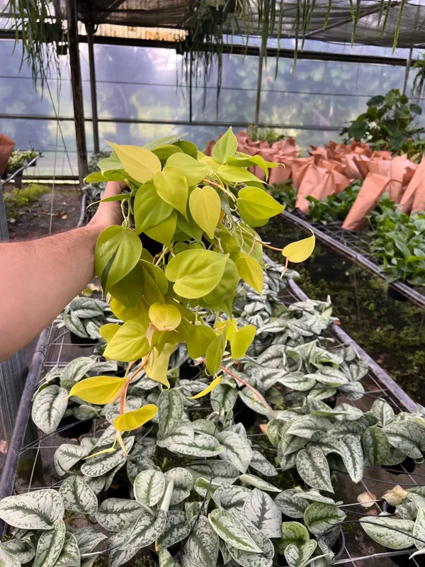 Philodendron Lemon Lime Cordatum Live Plant – 6" Pot – Indoor Vining Houseplant - Image 1