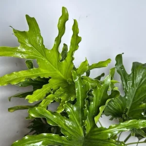 Philodendron Lickety Split Live Plant – 6 inch Pot – Indoor Foliage Houseplant - Image 2