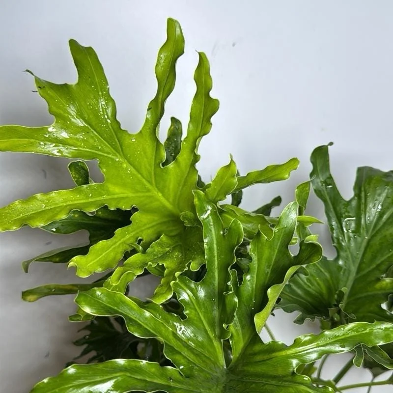 Philodendron Lickety Split Live Plant – 6 inch Pot – Indoor Foliage Houseplant - Image 2