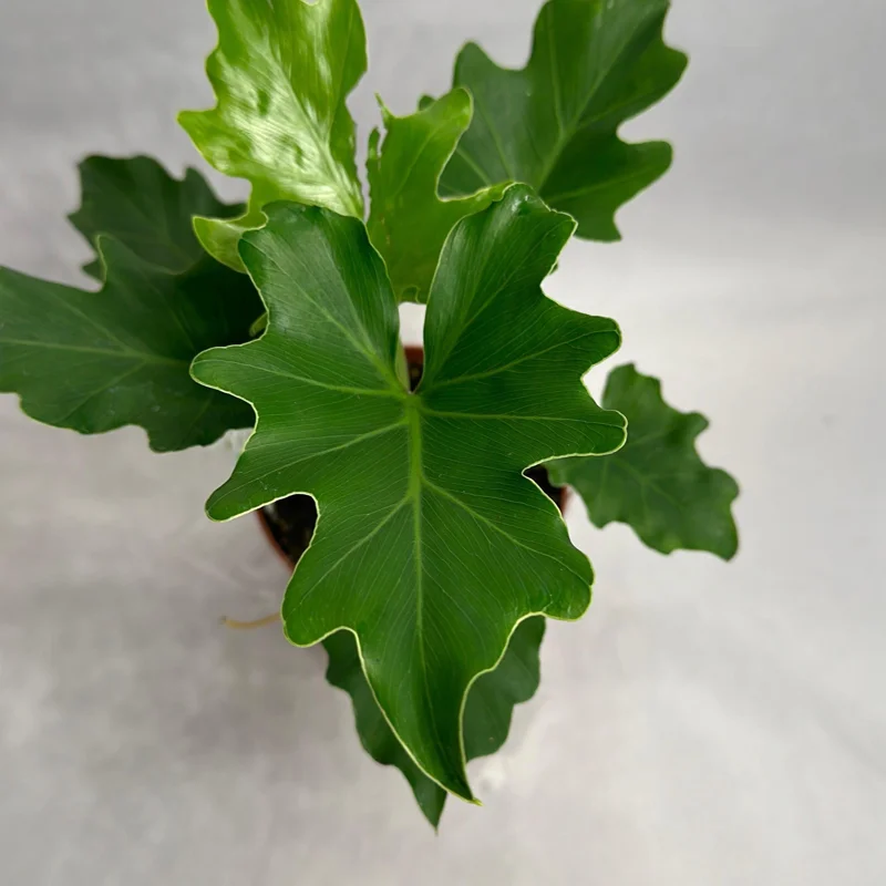 Philodendron Lickety Split Live Plant – 6 inch Pot – Indoor Foliage Houseplant - Image 3