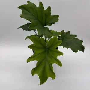 Philodendron Lickety Split Live Plant – 6 inch Pot – Indoor Foliage Houseplant - Image 4