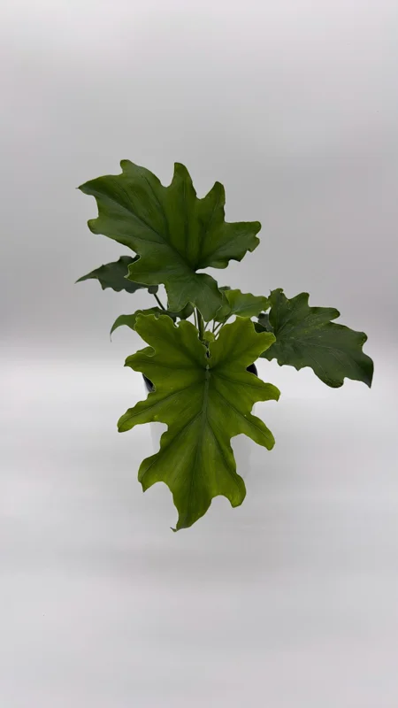 Philodendron Lickety Split Live Plant – 6 inch Pot – Indoor Foliage Houseplant - Image 4