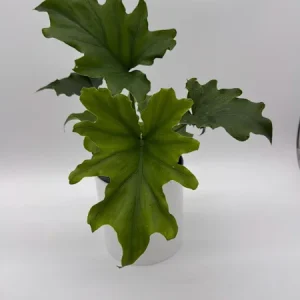 Philodendron Lickety Split Live Plant – 6 inch Pot – Indoor Foliage Houseplant - Image 5