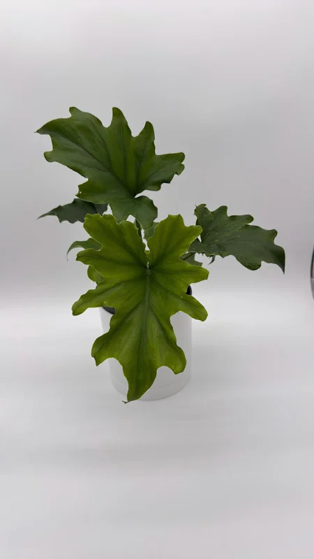 Philodendron Lickety Split Live Plant – 6 inch Pot – Indoor Foliage Houseplant - Image 5