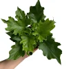 Philodendron Lickety Split Live Plant – 6 inch Pot – Indoor Foliage Houseplant - Image 1
