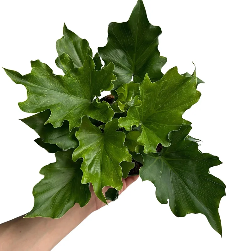 Philodendron Lickety Split Live Plant – 6 inch Pot – Indoor Foliage Houseplant - Image 1