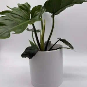 Philodendron Mayoi Live Plant – Rare Tropical Houseplant – 6 Inch Pot – Indoor - Image 2