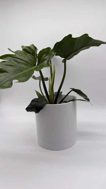 Philodendron Mayoi Live Plant – Rare Tropical Houseplant – 6 Inch Pot – Indoor - Image 2