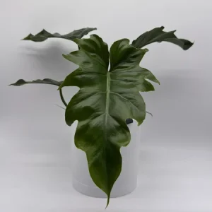 Philodendron Mayoi Live Plant – Rare Tropical Houseplant – 6 Inch Pot – Indoor - Image 2