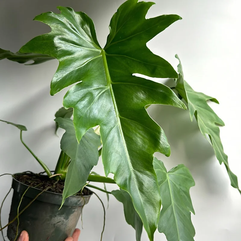 Philodendron Mayoi Live Plant – Rare Tropical Houseplant – 6 Inch Pot – Indoor - Image 3