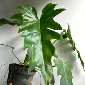 Philodendron Mayoi Live Plant – Rare Tropical Houseplant – 6 Inch Pot – Indoor - Image 4