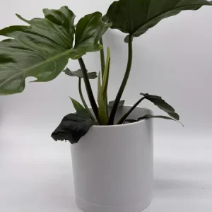 Philodendron Mayoi Live Plant – Rare Tropical Houseplant – 6 Inch Pot – Indoor - Image 4