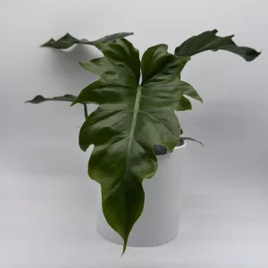 Philodendron Mayoi Live Plant – Rare Tropical Houseplant – 6 Inch Pot – Indoor - Image 5