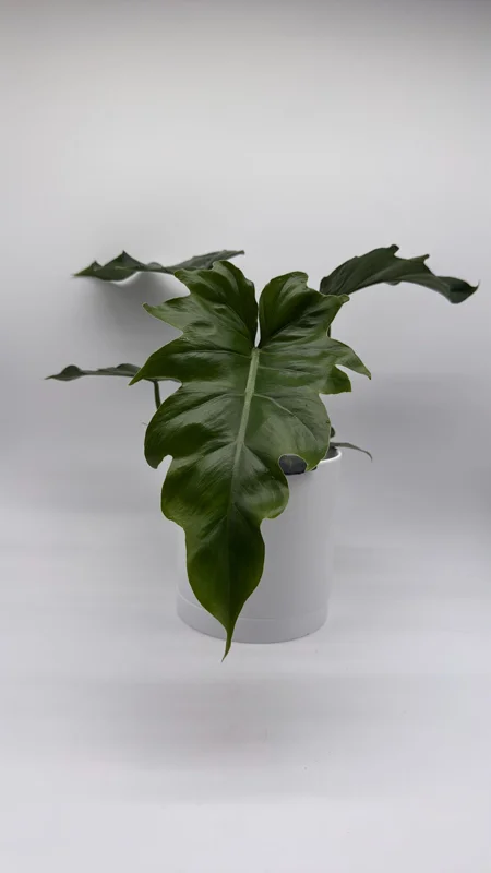 Philodendron Mayoi Live Plant – Rare Tropical Houseplant – 6 Inch Pot – Indoor - Image 5