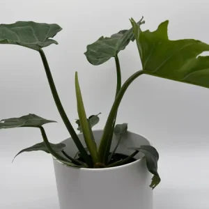 Philodendron Mayoi Live Plant – Rare Tropical Houseplant – 6 Inch Pot – Indoor - Image 5