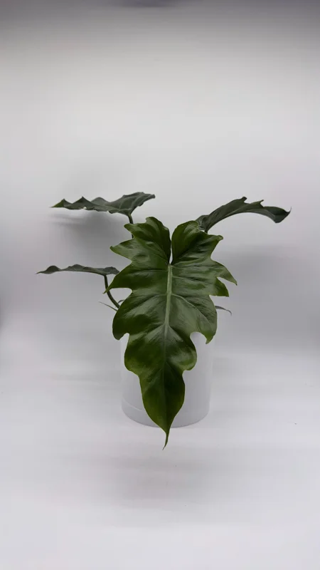 Philodendron Mayoi Live Plant – Rare Tropical Houseplant – 6 Inch Pot – Indoor - Image 6