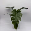 Philodendron Mayoi Live Plant – Rare Tropical Houseplant – 6 Inch Pot – Indoor - Image 1