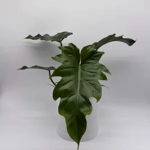 Philodendron Mayoi Live Plant – Rare Tropical Houseplant – 6 Inch Pot – Indoor - Image 1