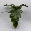 Philodendron Mayoi Live Plant – Rare Tropical Houseplant – 6 Inch Pot – Indoor - Image 1