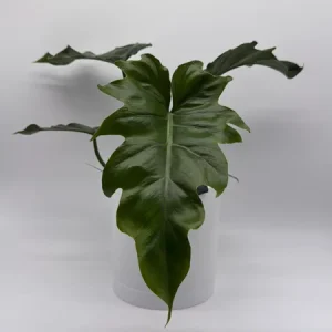 Philodendron Mayoi Live Plant – Rare Tropical Houseplant – 6 Inch Pot – Indoor - Image 1