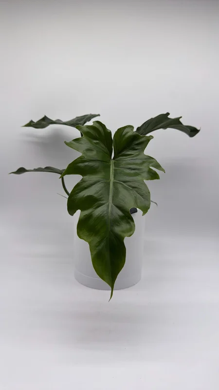 Philodendron Mayoi Live Plant – Rare Tropical Houseplant – 6 Inch Pot – Indoor - Image 1