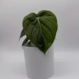 Philodendron McDowell Live Plant – Rare Tropical Houseplant – 6 Inch Pot – Indoor - Image 2