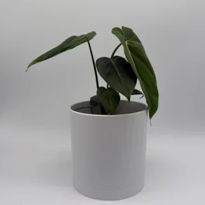 Philodendron McDowell Live Plant – Rare Tropical Houseplant – 6 Inch Pot – Indoor - Image 3