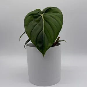 Philodendron McDowell Live Plant – Rare Tropical Houseplant – 6 Inch Pot – Indoor - Image 4