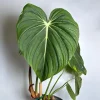 Philodendron McDowell Live Plant – Rare Tropical Houseplant – 6 Inch Pot – Indoor - Image 1