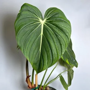 Philodendron McDowell Live Plant – Rare Tropical Houseplant – 6 Inch Pot – Indoor - Image 1