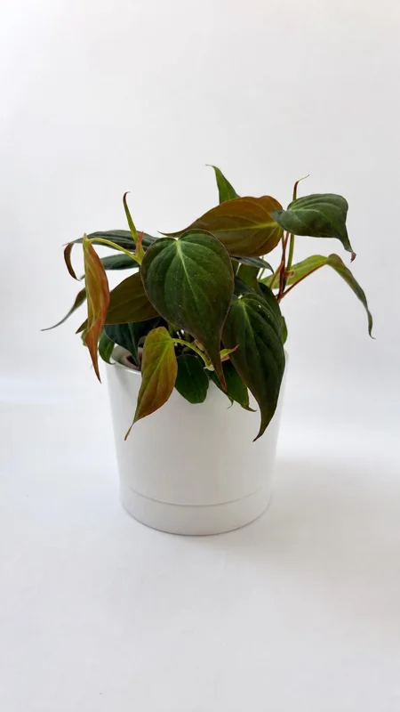 Philodendron Micans Live Plant – 4 inch Pot Trailing Houseplant for Indoor - Image 2