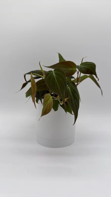 Philodendron Micans Live Plant – 4 inch Pot Trailing Houseplant for Indoor - Image 3